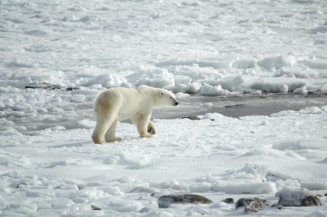 Dardos, biopsias y helicópteros: tras las huellas del oso polar en el Ártico