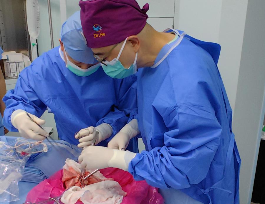 Realizan el primer trasplante de pulmón de cerdo a un humano en muerte cerebral