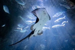 Centro de investigación y divulgación del ecosistema marino