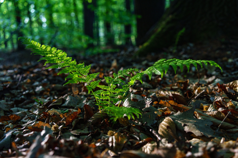 En Ecuador se duplica la presencia de plantas no nativas que amenazan la biodiversidad