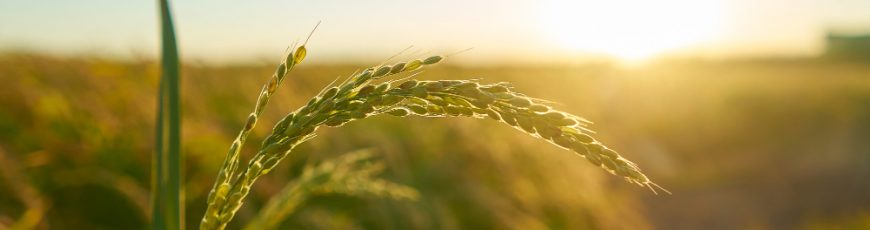 Impulsan proyecto para mitigar impacto ambiental de la agricultura