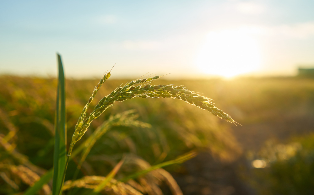 Impulsan proyecto para mitigar impacto ambiental de la agricultura