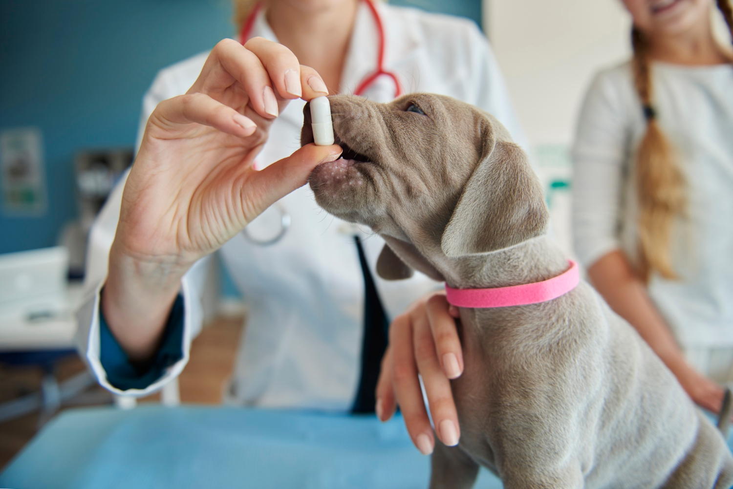 Jornada gratuita impulsa la salud y protección animal en Colombia