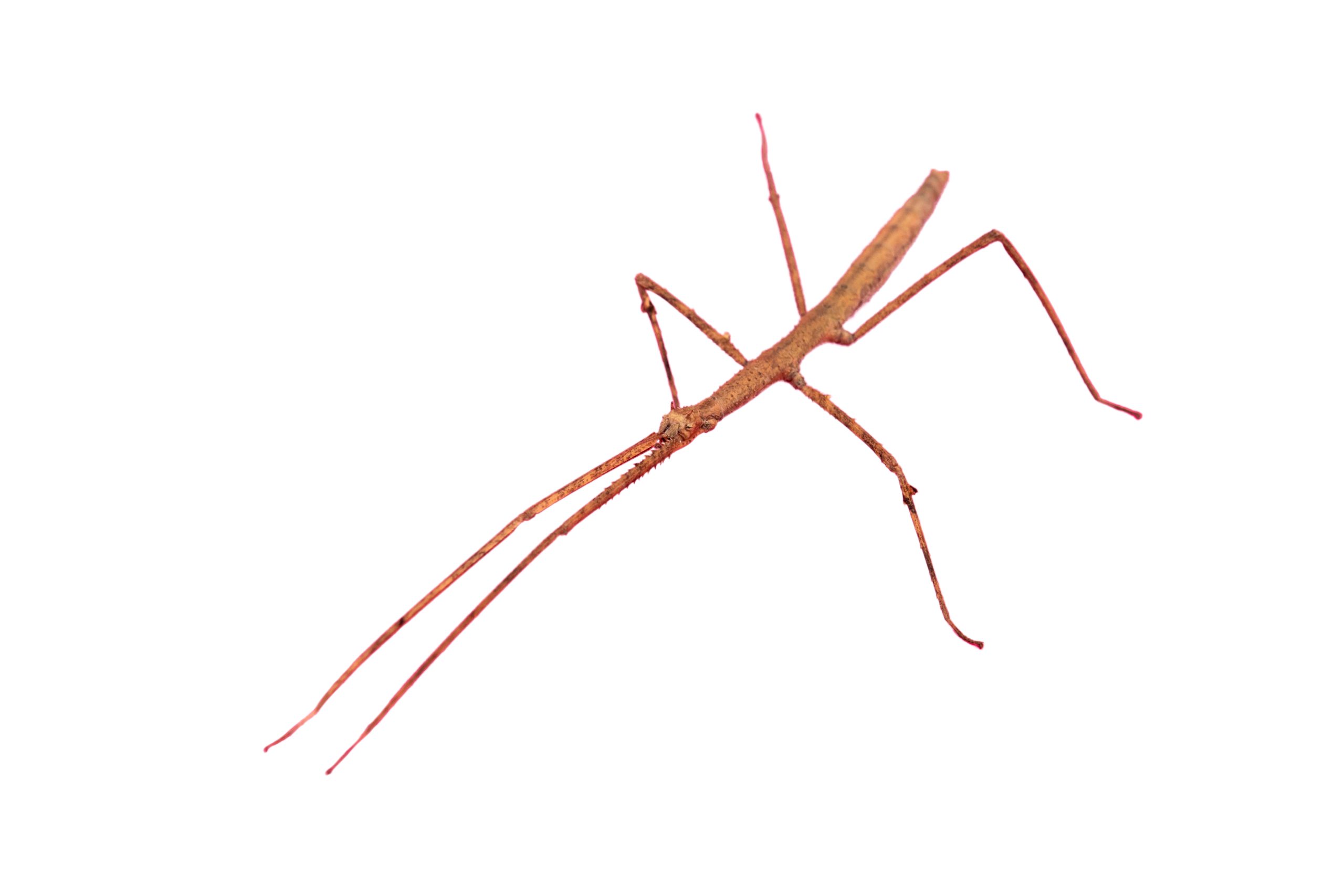 Descubren un insecto palo gigante en la selva australiana