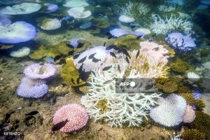 FILES-AUSTRALIA-ENVIRONMENT-CLIMATE-REEF