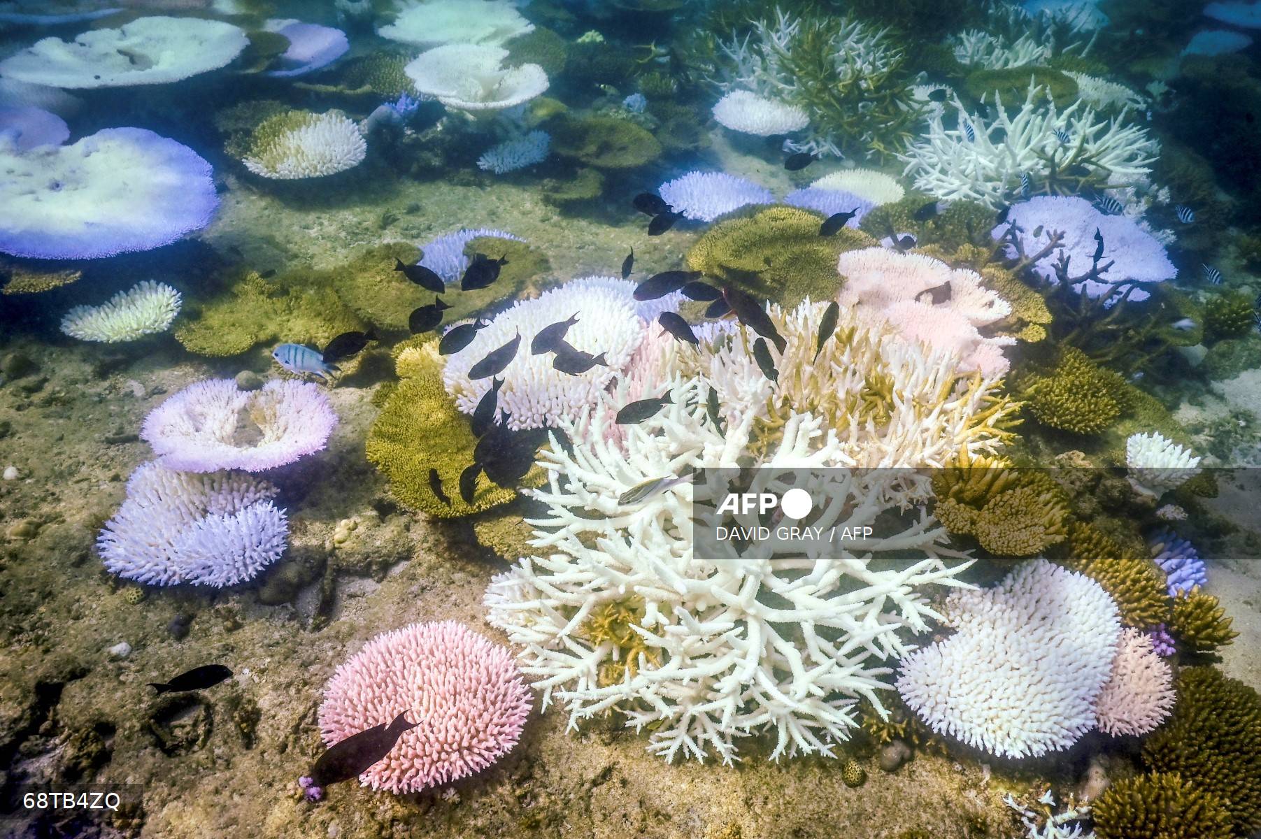La Gran Barrera de Coral sufre su blanqueamiento «más extenso» jamás registrado