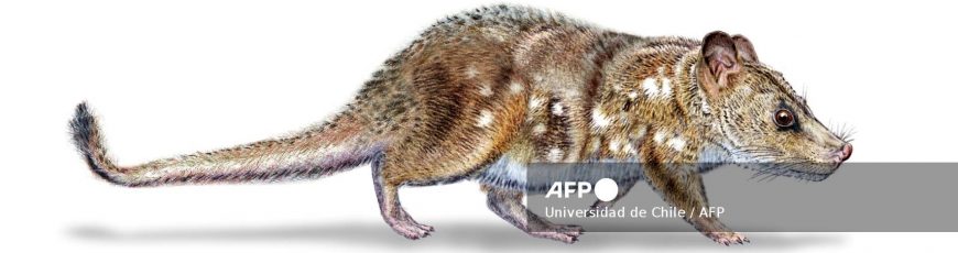 Científicos hallan fósil de mamífero de la era de los dinosaurios en la Patagonia chilena