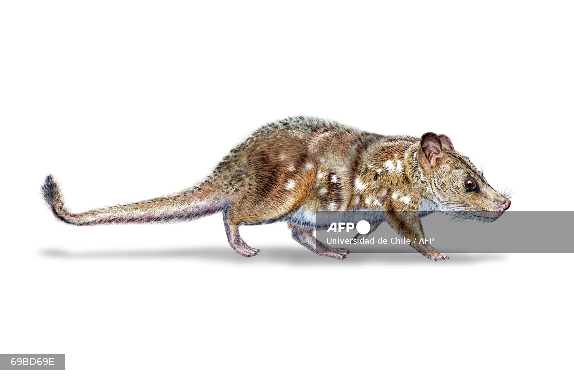 Científicos hallan fósil de mamífero de la era de los dinosaurios en la Patagonia chilena