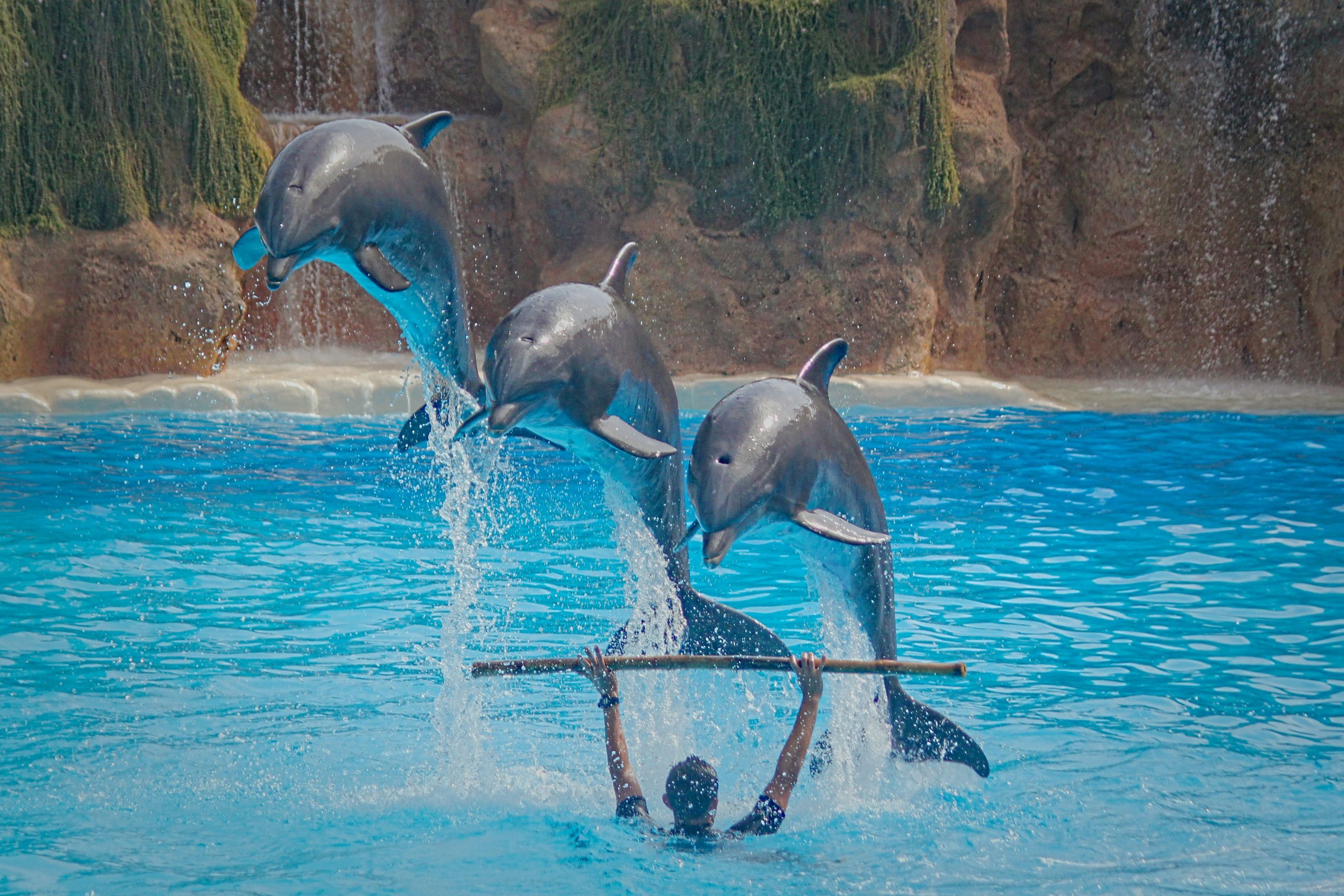 Ley protege a delfines y ballenas de ser usados en espectáculos