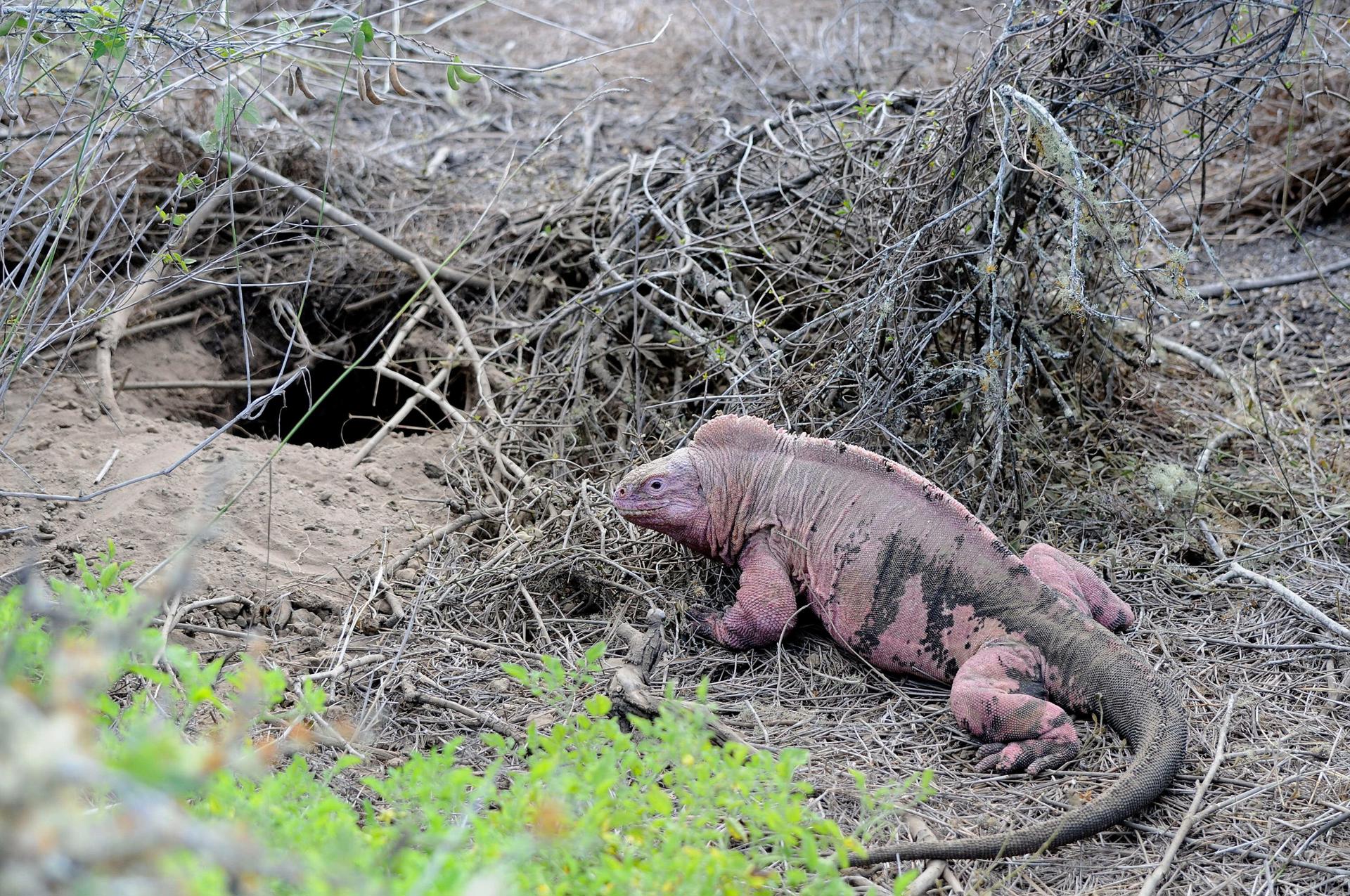 Hallan crías de iguana rosada, una especie en peligro crítico