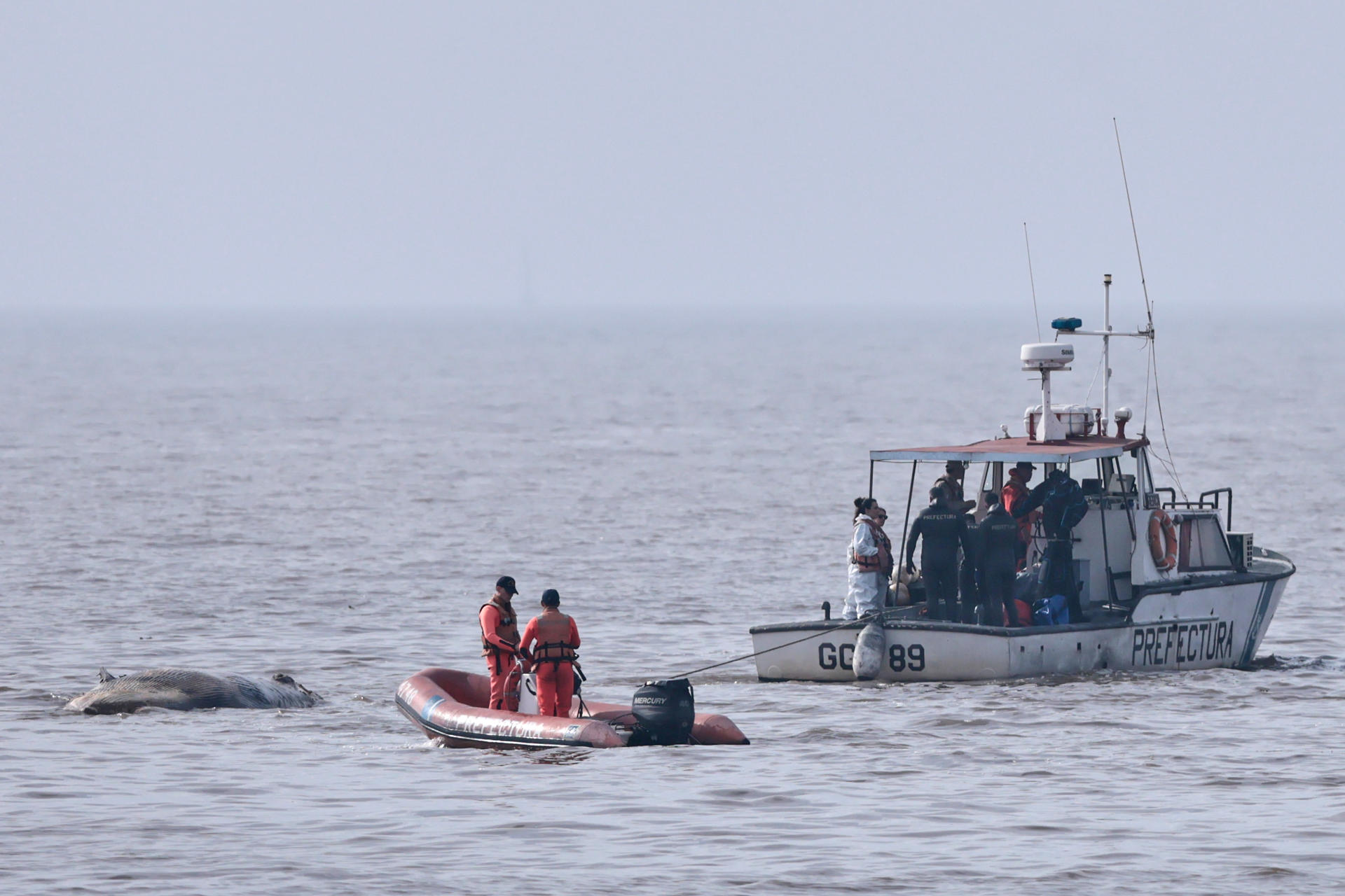 Cetáceos en riesgo: ballena aparece muerta en Río de la Plata