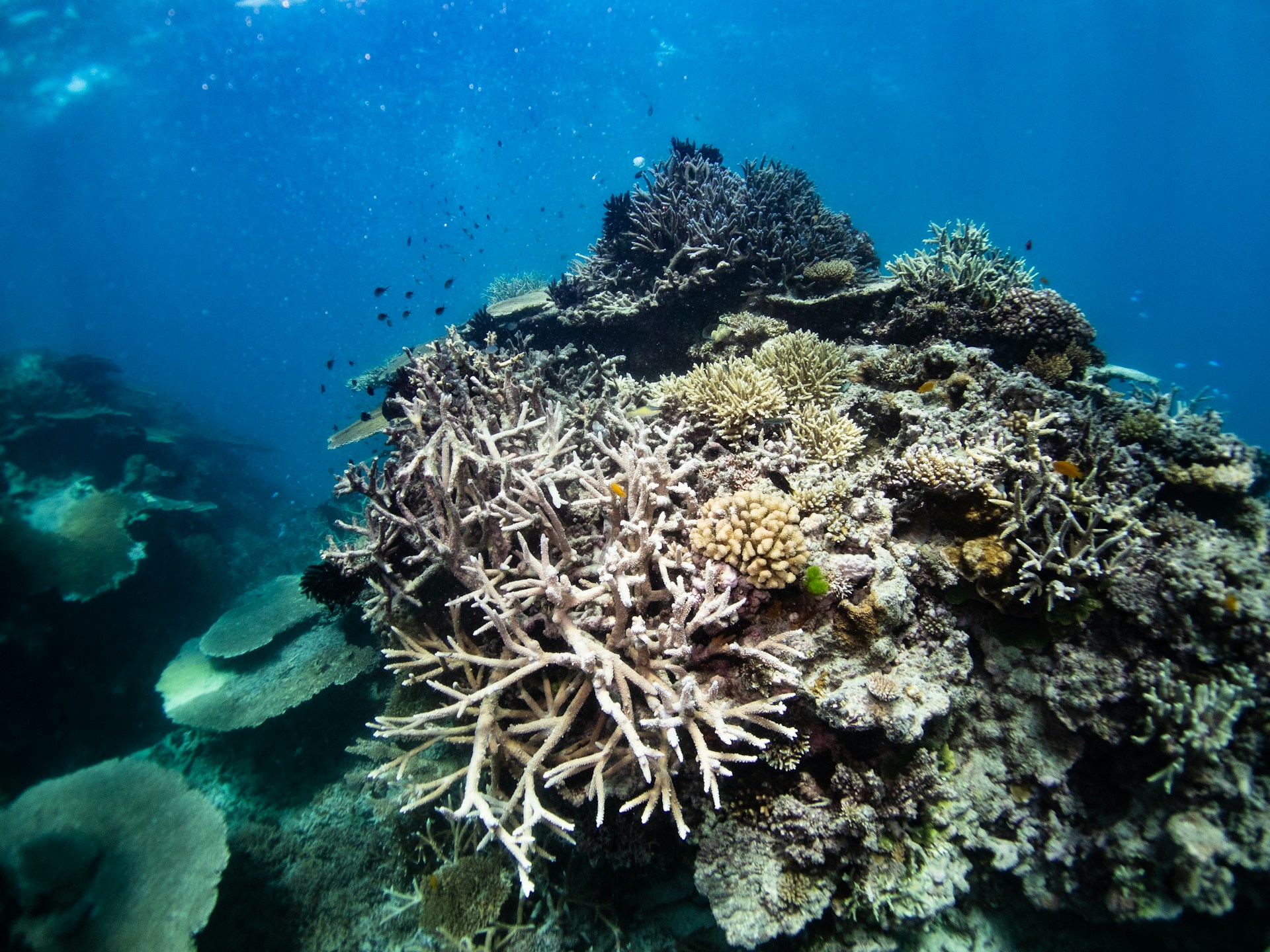 Blanqueamiento del coral: estrés ambiental rompe su simbiosis