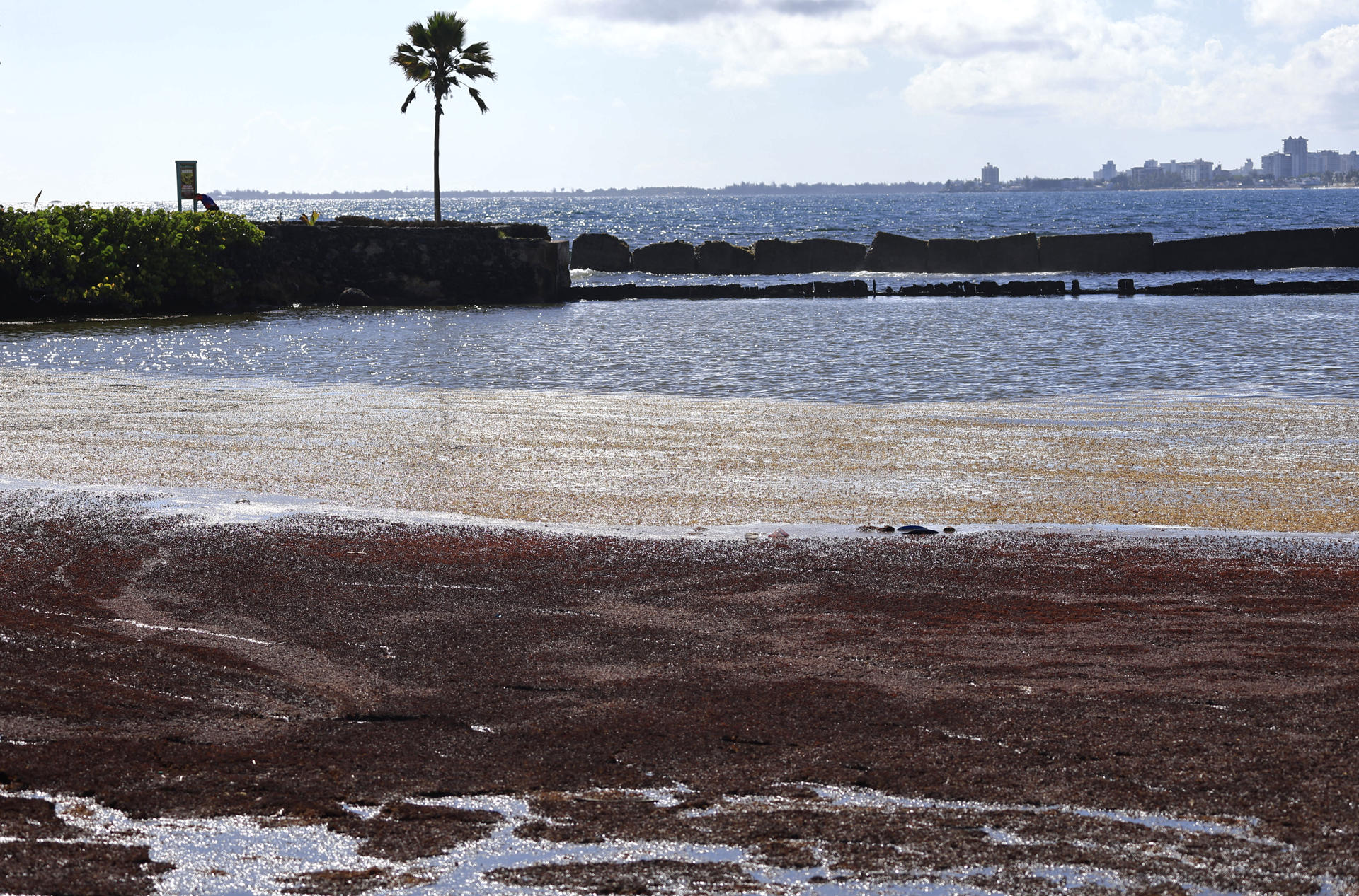 República Dominicana busca dar giro a la crisis de sargazo