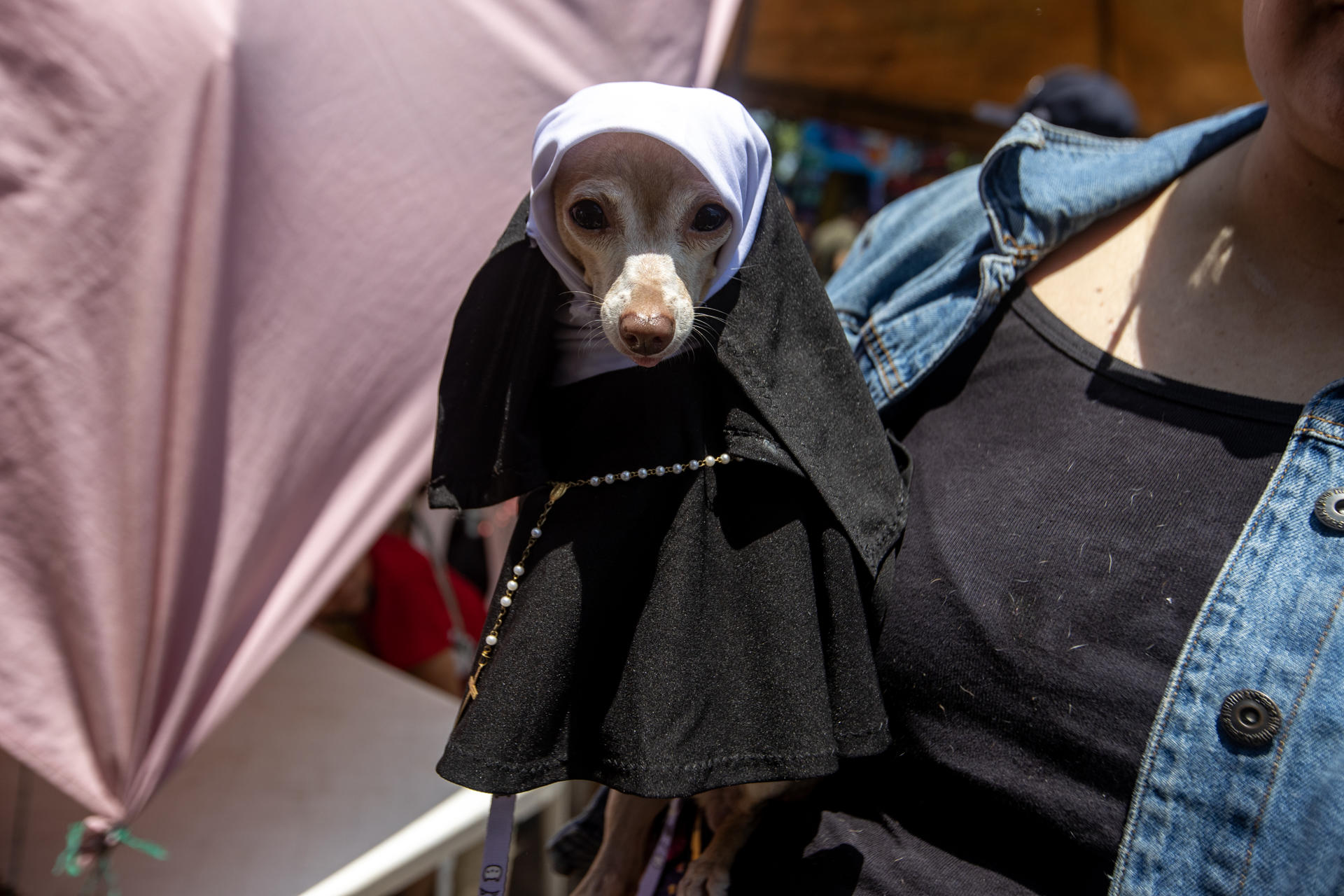 Nicaragüenses llevan mascotas a la bendición de San Lázaro