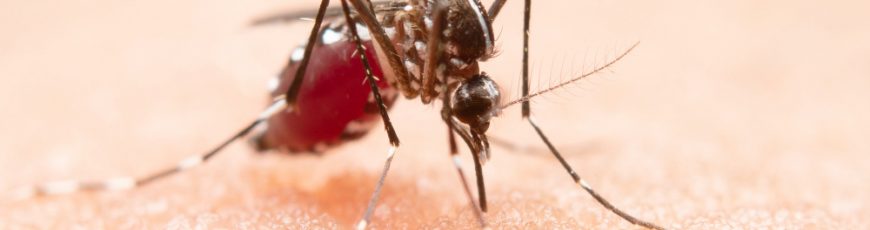 Récord en Europa de brotes de enfermedades transmitidas por mosquitos
