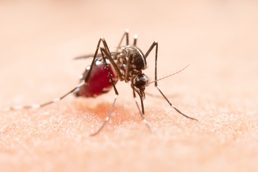 Récord en Europa de brotes de enfermedades transmitidas por mosquitos