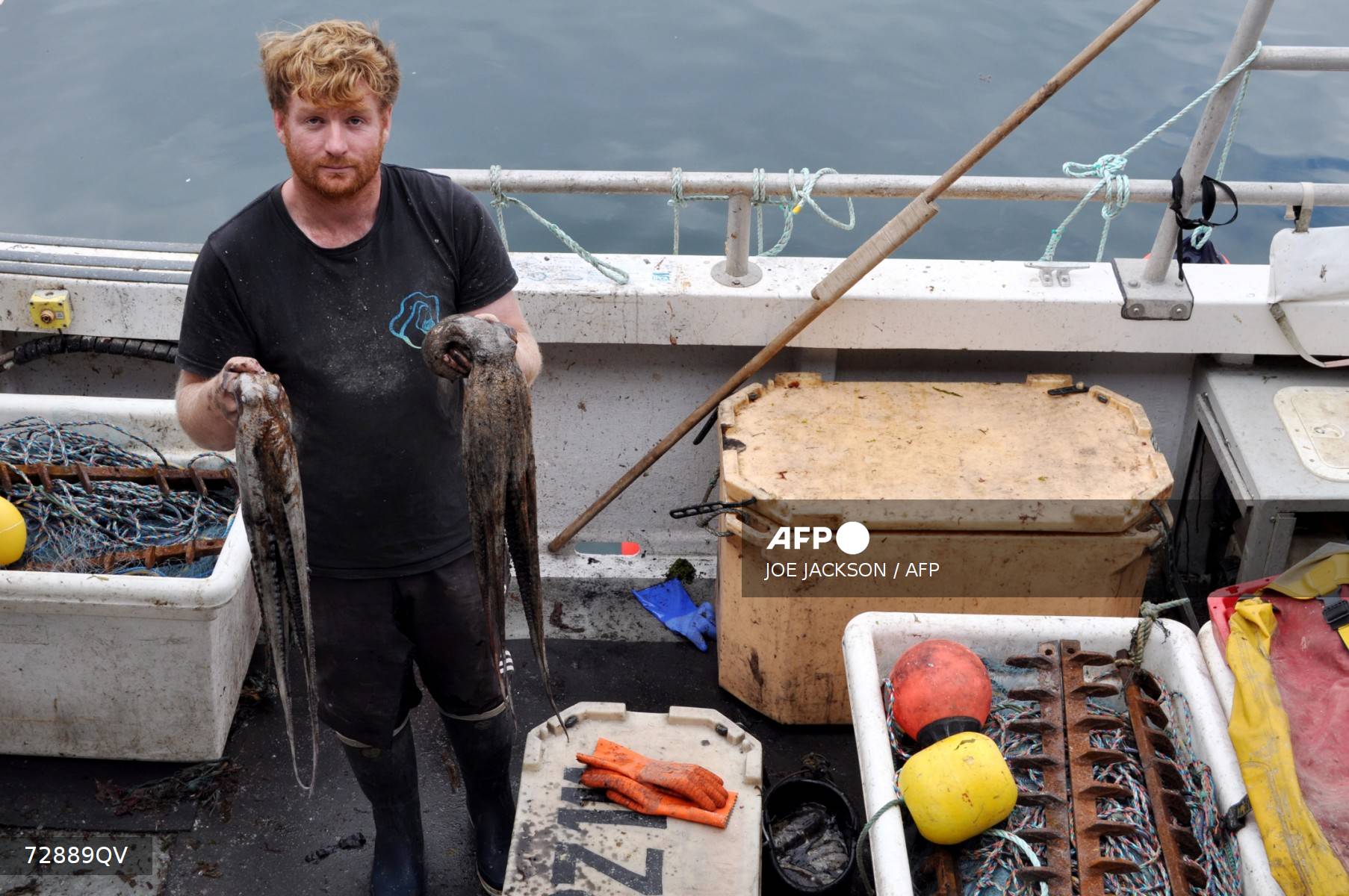 Los pescadores británicos, víctimas de una invasión de pulpos