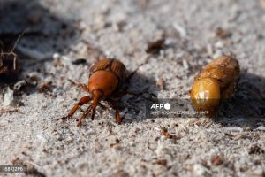 URUGUAY-ENVIRONMENT-PALM TREE-PLAGUE