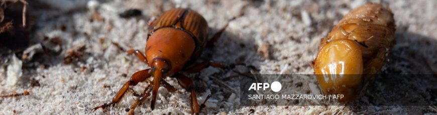 El «picudo rojo» arrasa palmeras en Uruguay y alarma a Brasil y Argentina
