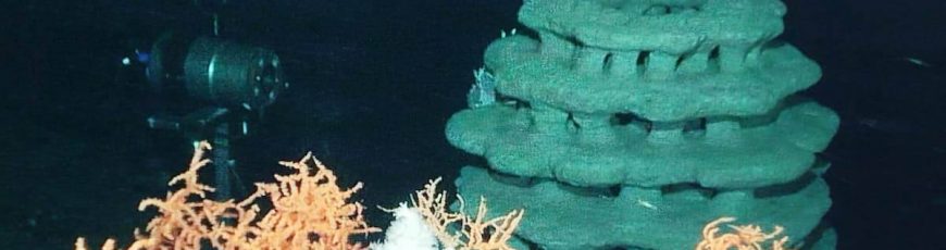 Impulsan la recuperación de corales en el mar de Alborán con arrecifes artificiales