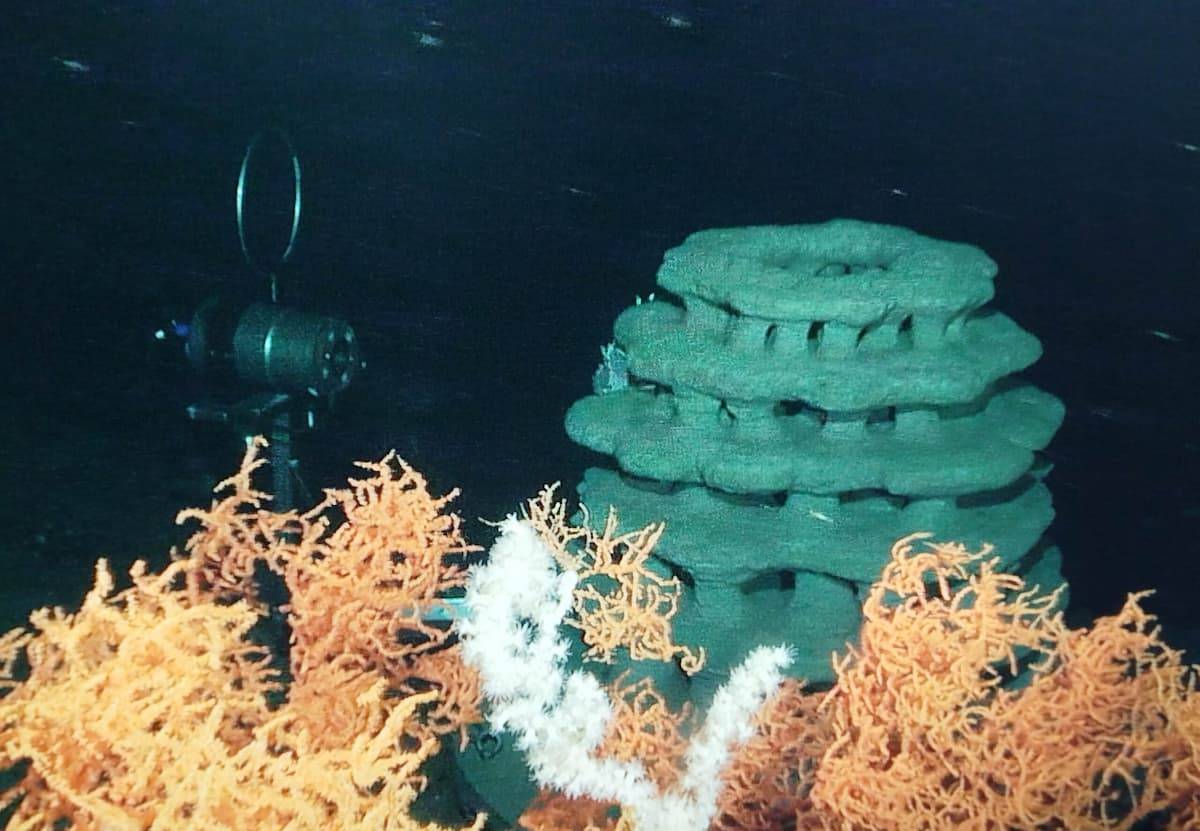 Impulsan la recuperación de corales en el mar de Alborán con arrecifes artificiales