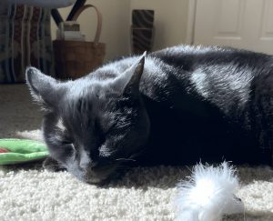 Un-farmaco-experimental-controla-tumores-en-gatos-y-podria-ayudar-a-terapias-humanas