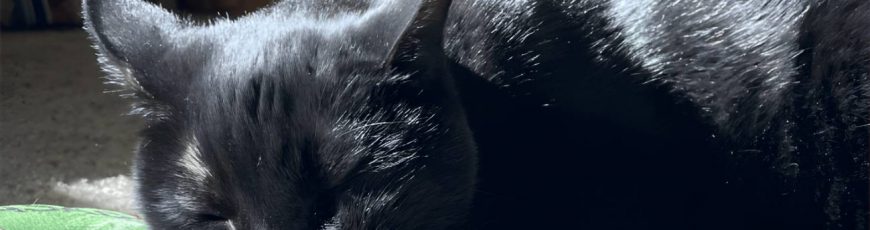 Fármaco experimental controla tumores en gatos y podría ayudar a terapias humanas