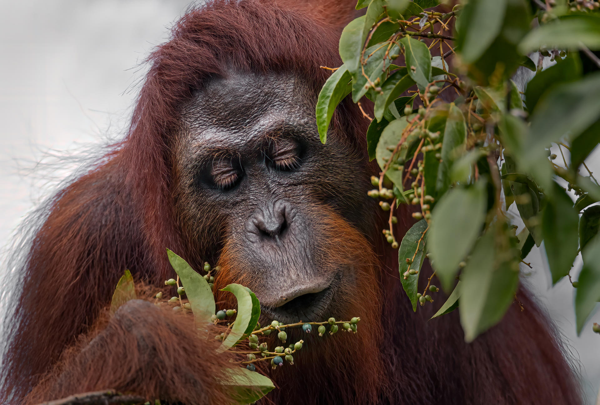 Los orangutanes convierten el azúcar en grasa para tirar de ella cuando escasea la fruta