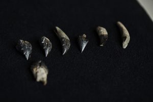 Descubren una ballena extinta con dientes afilados y ojos del tamaño de pelotas de tenis