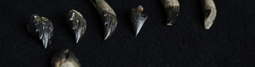 Fósil revela nueva especie de ballena extinta con dientes afilados