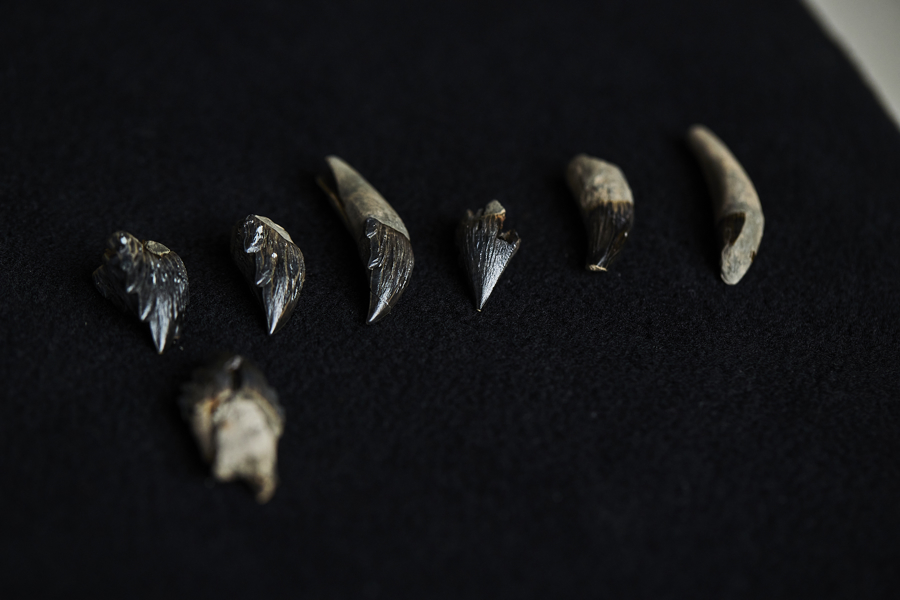 Fósil revela nueva especie de ballena extinta con dientes afilados