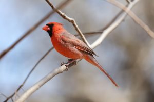 bird-7071408_1280