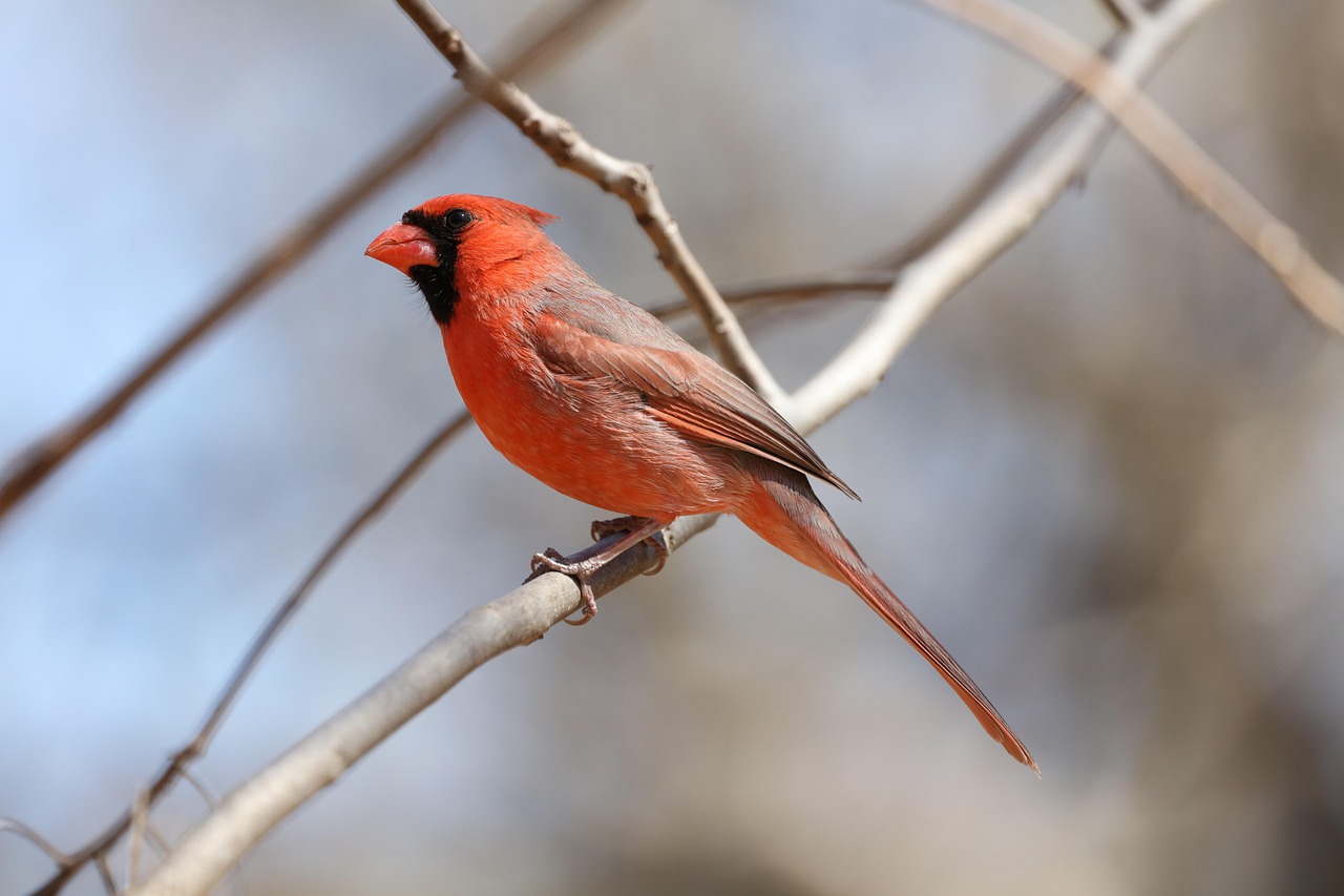 Los episodios de calor extremo, principal amenaza para las aves