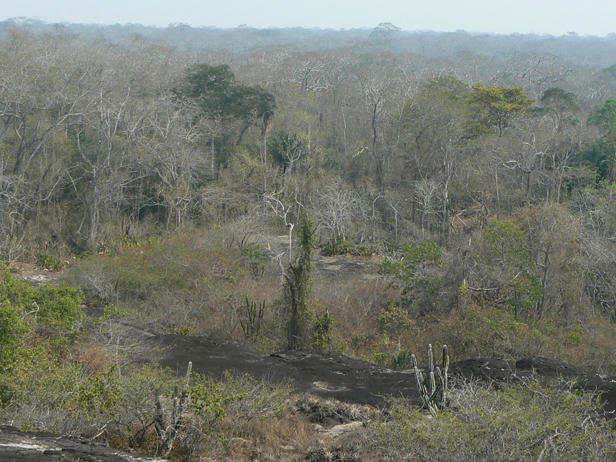 Bosques tropicales han demostrado resiliencia ante las sequías