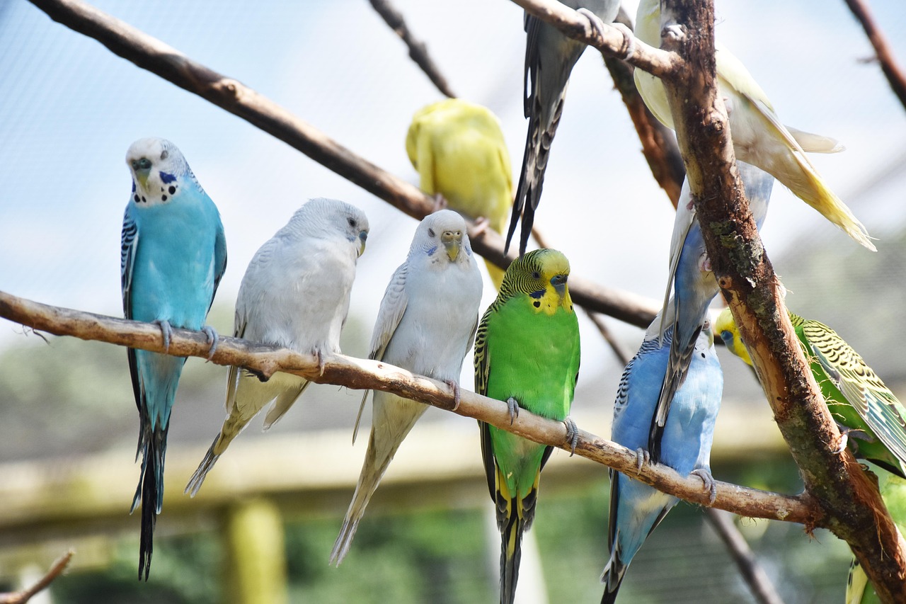 Científicos encuentran sorprendente inversión de sexo en aves