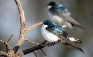 tree-swallows-8062157_1280
