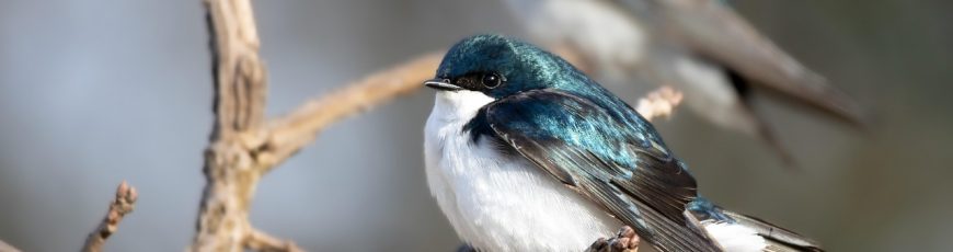 La contaminación lumínica prolonga los cantos de las aves casi una hora