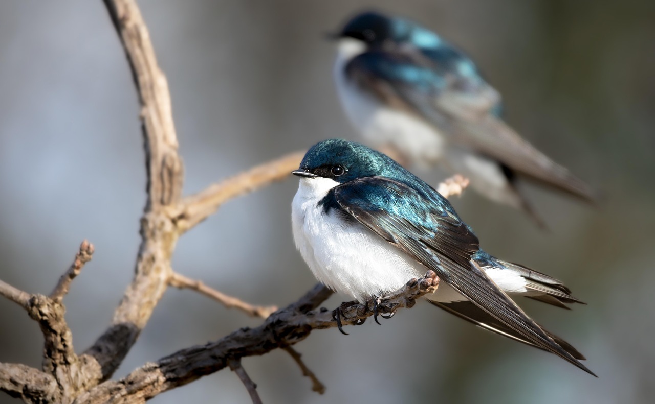 La contaminación lumínica prolonga los cantos de las aves casi una hora
