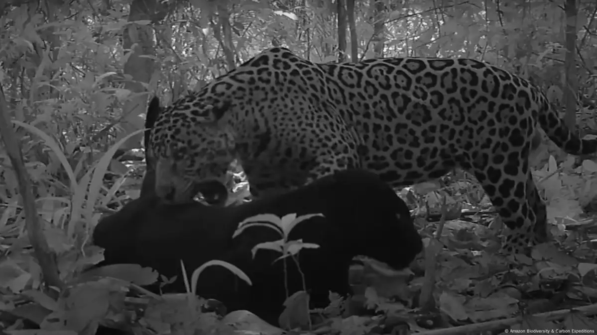 Captan primer apareamiento de un jaguar negro en libertad