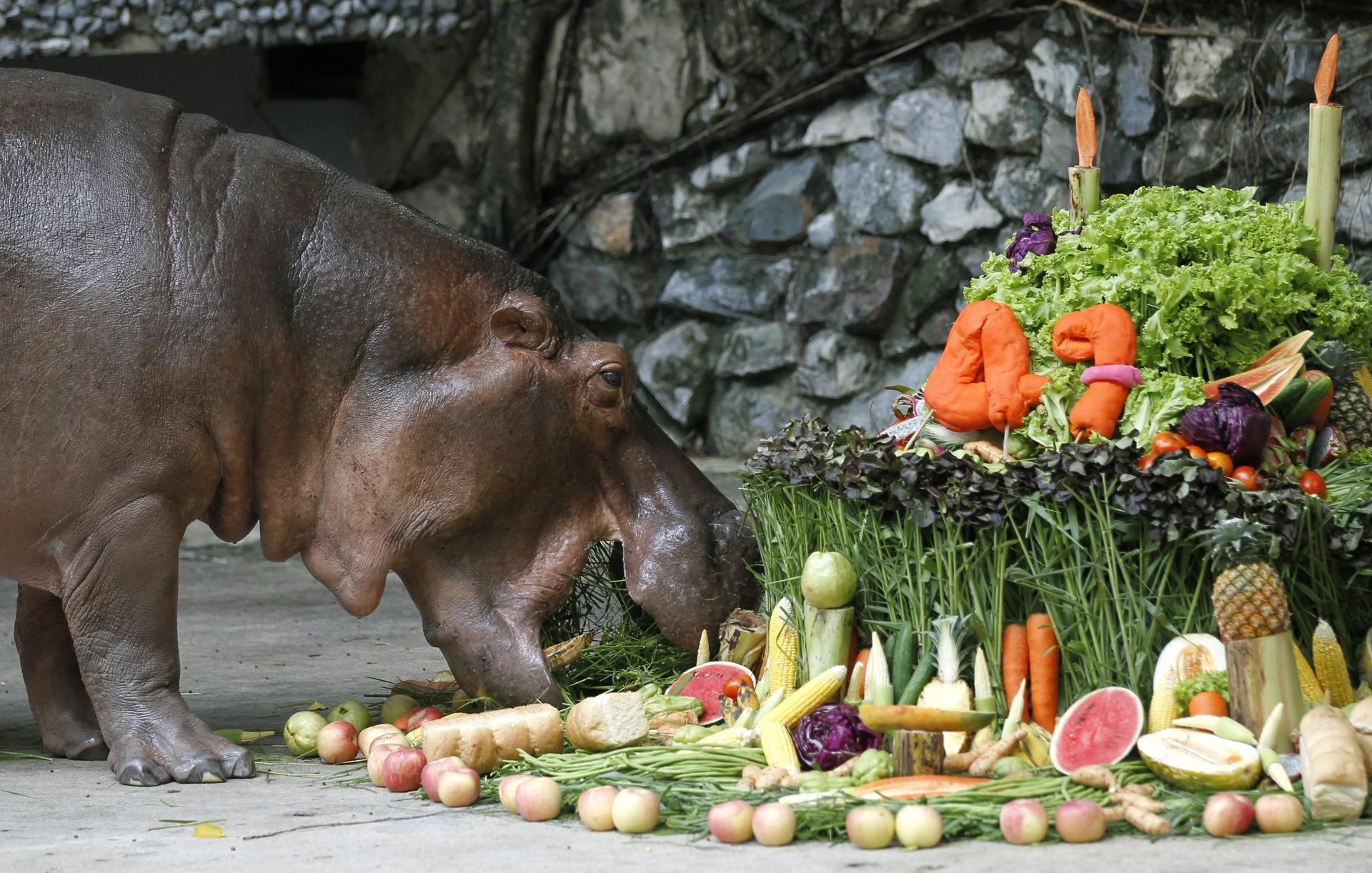Hipopótama Moo Deng cumple su primer año en Tailandia