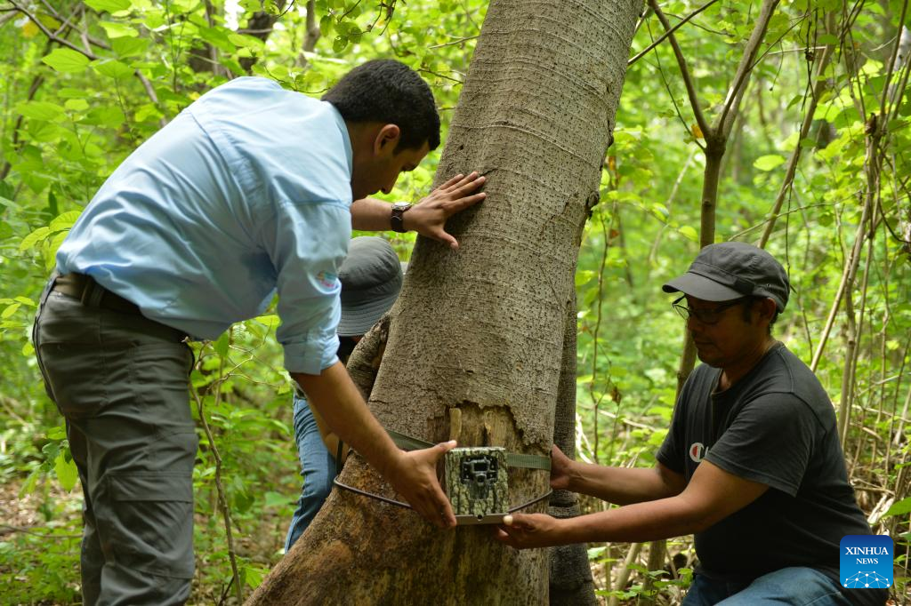 Cámaras trampa revelan vida silvestre especies en peligro en Nicaragua