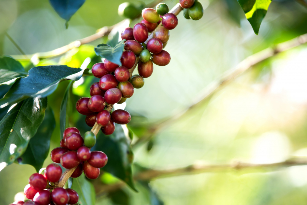 Producción y exportación de café en riesgo