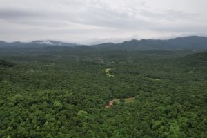 794-6-TECNO_Bosque yunque_