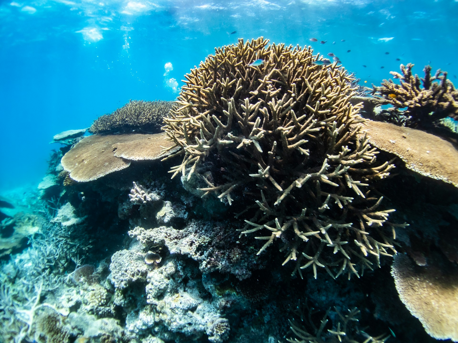 Gran Barrera de Coral vive su peor crisis por blanqueamiento