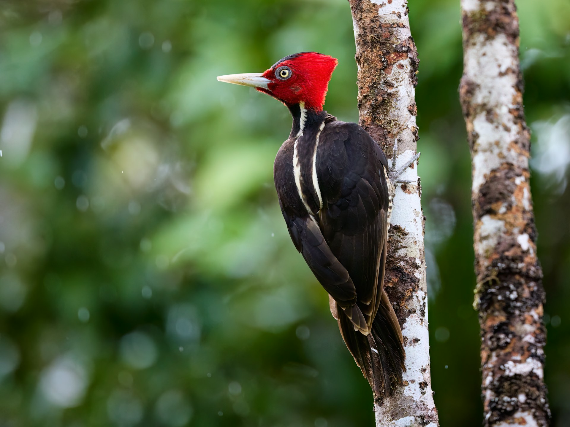 Pájaro carpintero inspira tecnología contra impactos