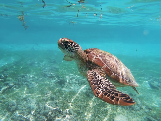 Conservación de tortugas marinas en Panamá