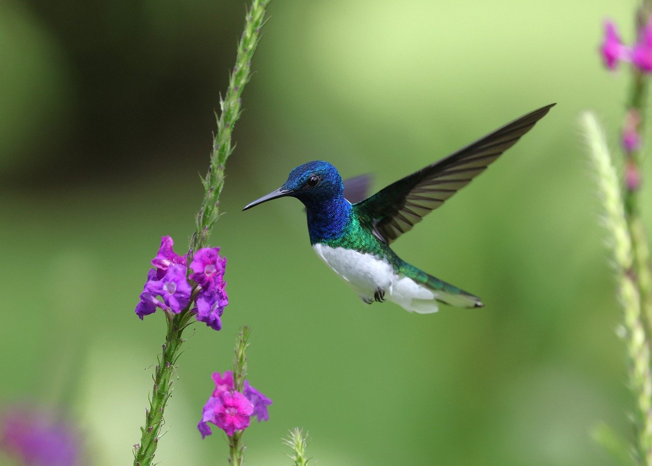 Biodiversidad resiste en la megalópolis de México