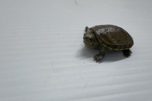 México reproduce en cautiverio especie de tortuga más pequeña del mundo