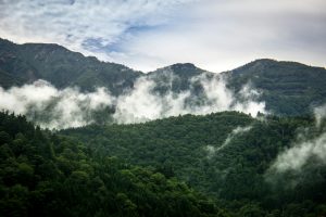 798-3-CIENCIA_Red protección ecología_Imagen vía Unsplash
