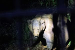 Estudio revela límites adaptativos del oso pardo ante invasión humana y cambio climático